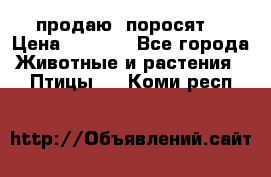 продаю  поросят  › Цена ­ 1 000 - Все города Животные и растения » Птицы   . Коми респ.